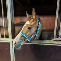 Uppfödare Annerkrans Dressyrs profilbild