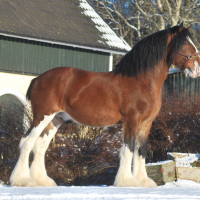 Stall Herkuless profilbild