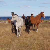 Stall Anderssons profilbild