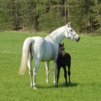 Regina Ericson - Stall Ekesjös profilbild