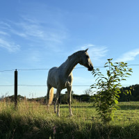 Ugglebo Hästcenters profilbild