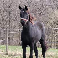 Stuteri Jakobsdals profilbild