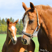 Stall Bondeby, Jolg ABs profilbild