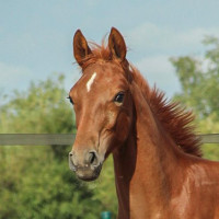 d'Amour Race and Breed KBs profilbild