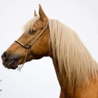 Stall Ekmans profilbild