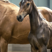 Julia Englunds profilbild