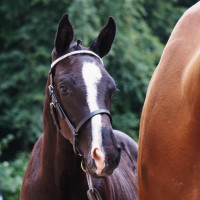 Örstorp Gård ABs profilbild