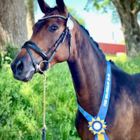 Fridelund Dressage Breedings profilbild