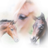 AnR Breedings profilbild