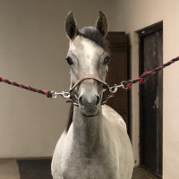 Brokvarn Arabian studs profilbild