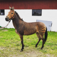 Tossene Gårds profilbild