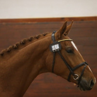 Q Equestrian ABs profilbild