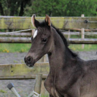 Stuteri Stommens profilbild