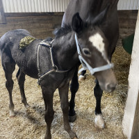Stall Vätinges profilbild
