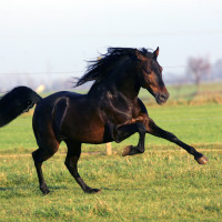 Ridersport in Sweden ABs profilbild