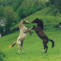 Stall Sandtorps profilbild