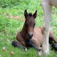 Stall Ardas profilbild