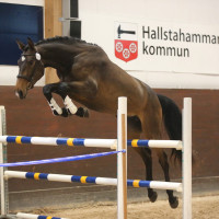 Hestimedas profilbild