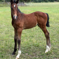 Anna B. Mogrens profilbild