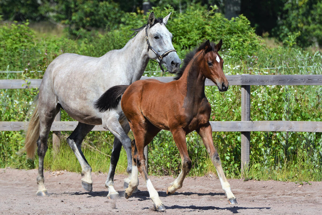 Hagalunds Sporthästar når fler seriösa köpare med Hästlycka.se
