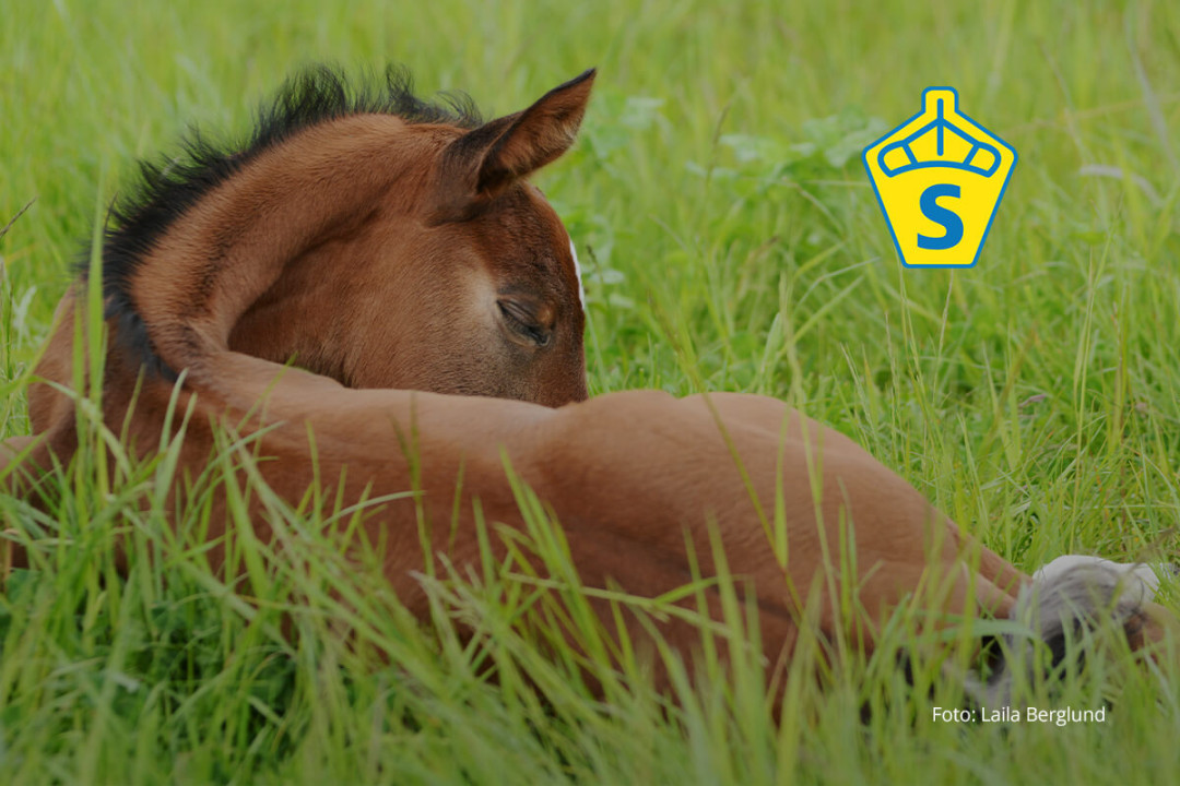 Är din avelsverksamhet med i SWBs nya satsning?