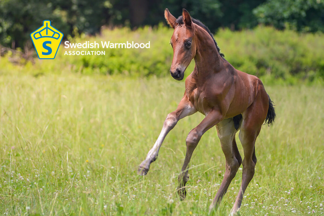 Visa din fölannons på SWBs hemsida